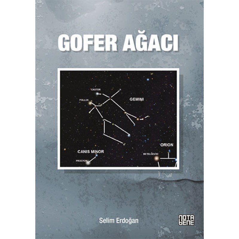 Gofer Ağacı